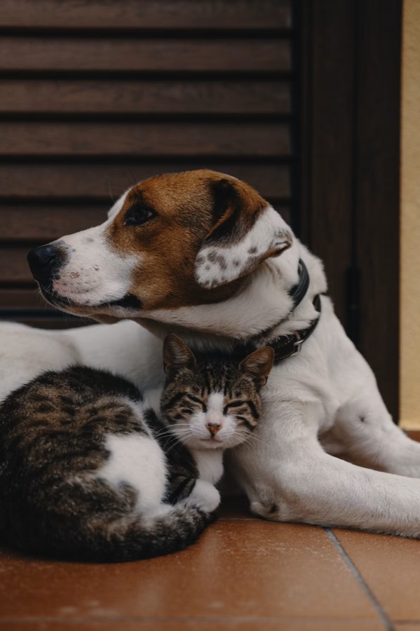 Kucağa yaslanmış, rahat bir köpek